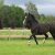 Welsh_Cob_Ceres_Lady_Inger